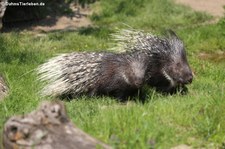 Weißschwanz-Stachelschweine (Hystrix indica) im Wildpark Reuschenberg