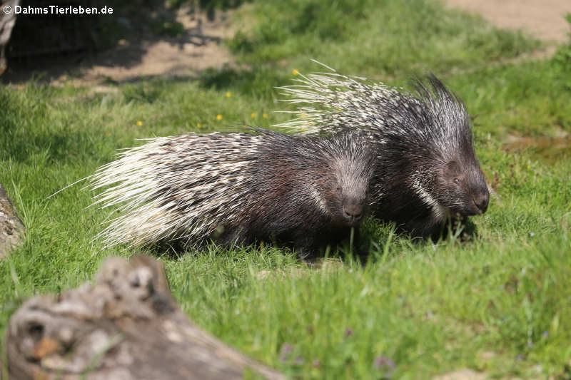 Hystrix indica