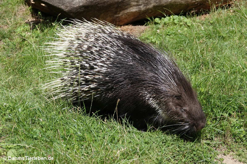 Weißschwanz-Stachelschwein (Hystrix indica)