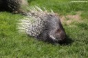 Hystrix indica