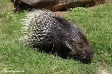 Weißschwanz-Stachelschweine (Hystrix indica) im Wildpark Reuschenberg