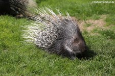 Weißschwanz-Stachelschwein (Hystrix indica) im Wildpark Reuschenberg