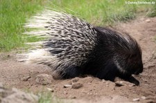 Weißschwanz-Stachelschwein (Hystrix indica) im Wildpark Reuschenberg