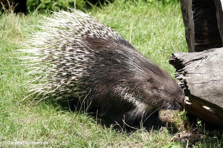 Hystrix indica
