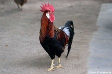 Italiener Huhn (Gallus gallus f. domestica) im Wildpark Reuschenberg