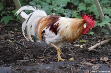Italiener Huhn (Gallus gallus f. domestica) im Wildpark Reuschenberg