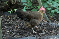 Italiener Huhn (Gallus gallus f. domestica) im Wildpark Reuschenberg