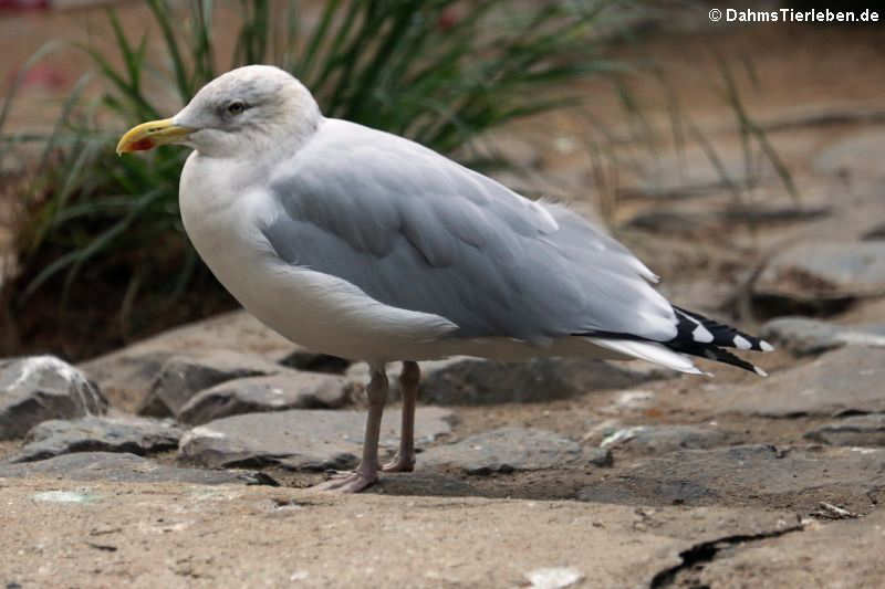 Larus argentatus argenteus