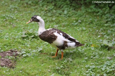 Laufente (Anas platyrhynchos f. domestica)