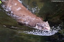 Eurasischer Fischotter (Lutra lutra lutra) im Wildpark Reuschenberg