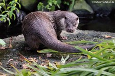 Eurasischer Fischotter (Lutra lutra lutra) im Wildpark Reuschenberg