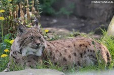 Karpatenluchs (Lynx lynx carpathicus) im Wildpark Reuschenberg