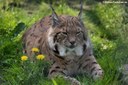 Lynx lynx carpathicus