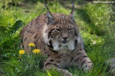 Karpatenluchs (Lynx lynx carpathicus) im Wildpark Reuschenberg