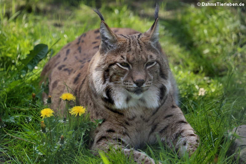 Lynx lynx carpathicus