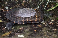 Spanische Wasserschildkröte (Mauremys leprosa) im Wildpark Reuschenberg