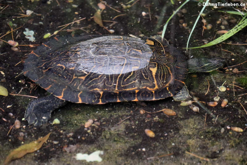 Mauremys leprosa