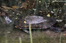 Spanische Wasserschildkröte (Mauremys leprosa) im Wildpark Reuschenberg