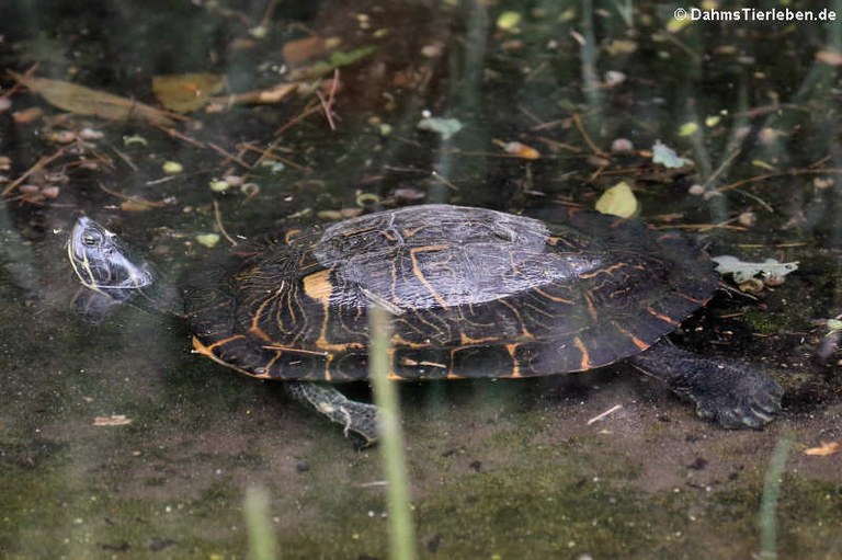 Mauremys leprosa