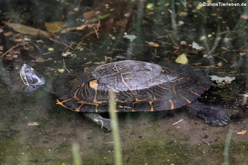 Mauremys leprosa