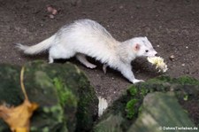 Frettchen (Mustela putorius f. furo) im Wildpark Reuschenberg