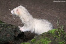 Frettchen (Mustela putorius f. furo) im Wildpark Reuschenberg