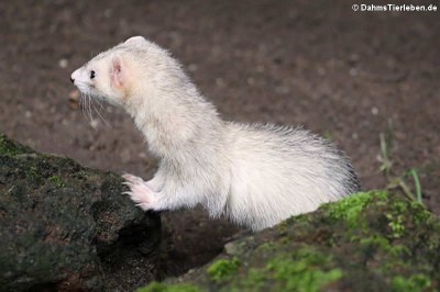 Frettchen (Mustela putorius f. furo)