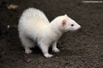 Frettchen (Mustela putorius f. furo)