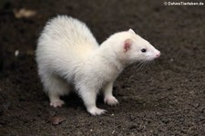 Frettchen (Mustela putorius f. furo) im Wildpark Reuschenberg