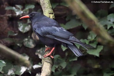 Alpenkrähe (Pyrrhocorax pyrrhocorax)