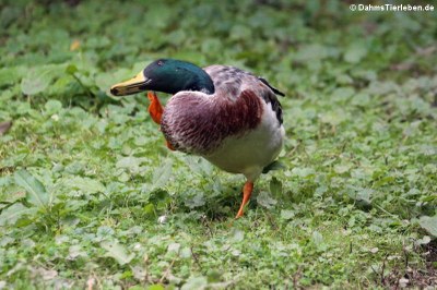 Stockente (Anas platyrhynchos)