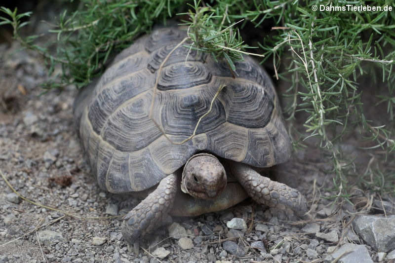 Testudo hermanni