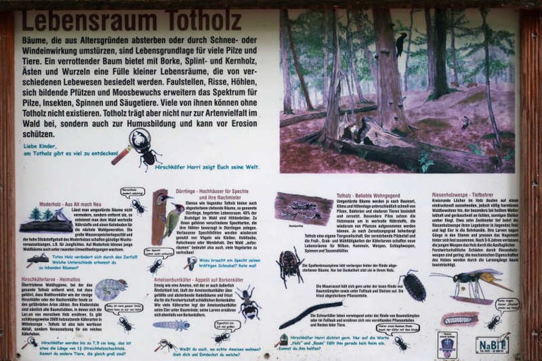 Lebensraum Totholz