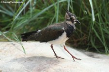 Kiebitz (Vanellus vanellus) im Wildpark Reuschenberg