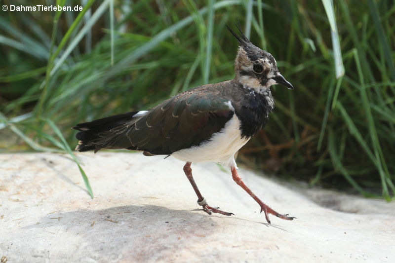 Vanellus vanellus