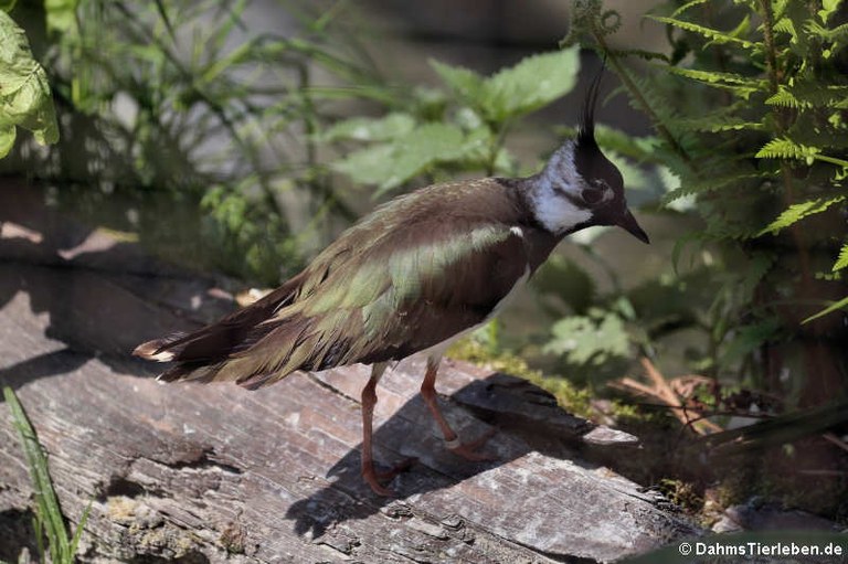 Vanellus vanellus