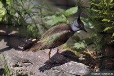 Kiebitz (Vanellus vanellus) im Wildpark Reuschenberg