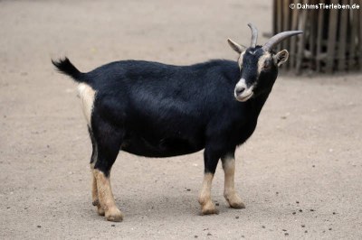 Afrikanische Zwergziege (Capra aegagrus f. hircus)