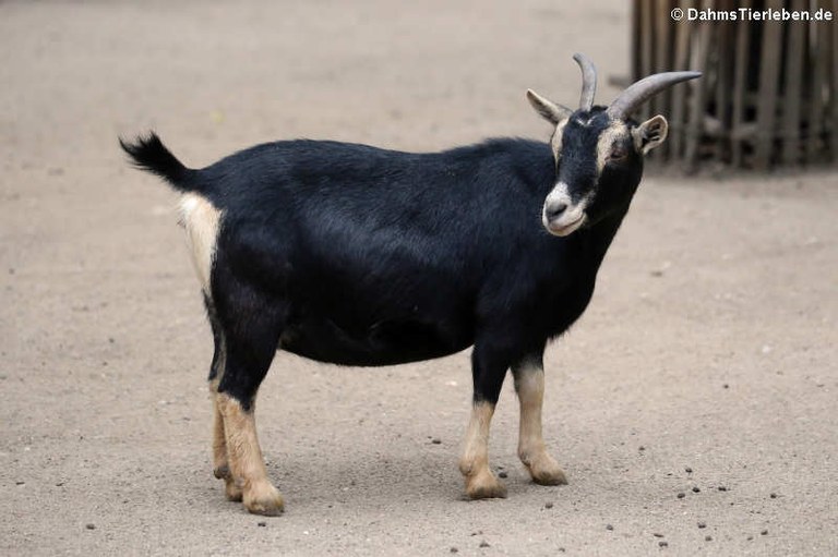 Afrikanische Zwergziege