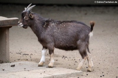Afrikanische Zwergziege (Capra aegagrus f. hircus)