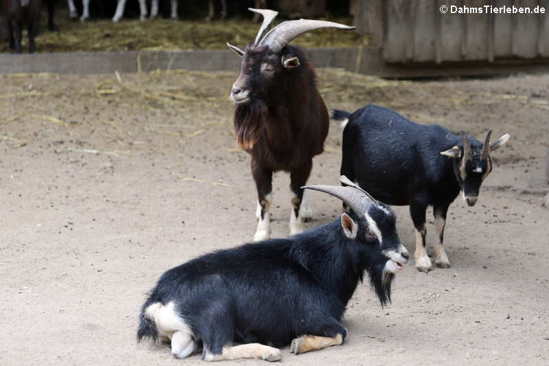 Afrikanische Zwergziegen