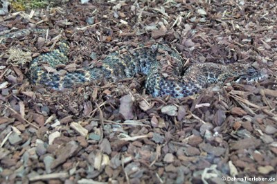 Todesotter (Acanthophis antarcticus)