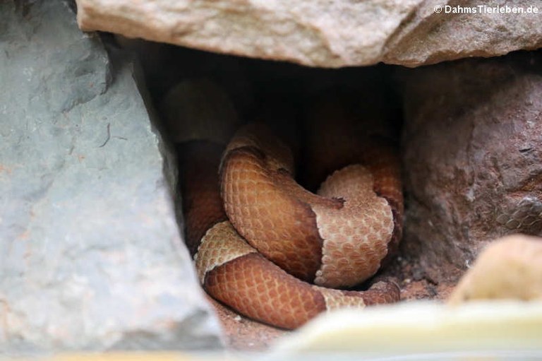 Agkistrodon contortrix contortrix