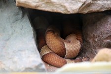 Südlicher Kupferkopf (Agkistrodon contortrix contortrix) im TerraZoo Rheinberg