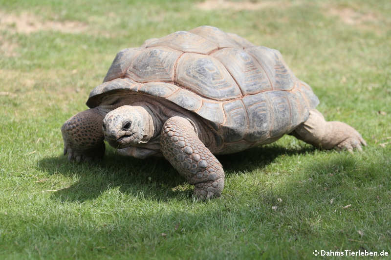 Aldabra-Riesenschildkröte (Aldabrachelys gigantea)