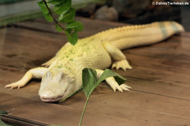 Albino Mississippi-Alligator (Alligator mississippiensis)