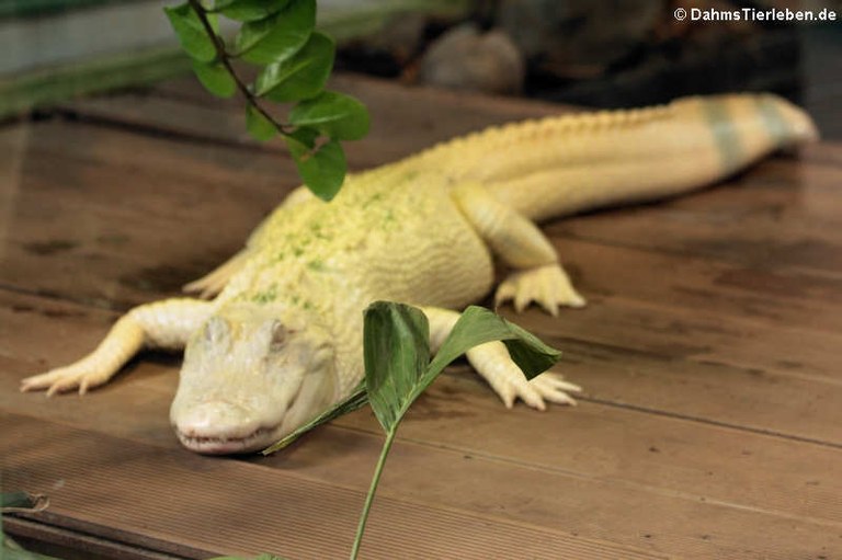 Alligator mississippiensis