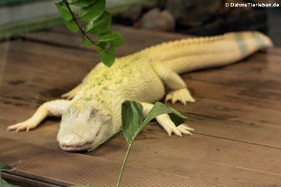 Albino Mississippi-Alligator (Alligator mississippiensis)