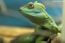 Basiliscus plumifrons
