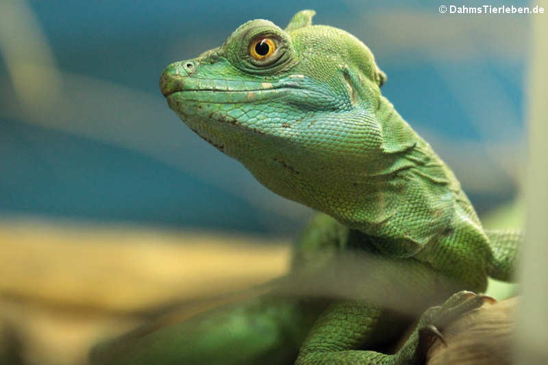 Basiliscus plumifrons